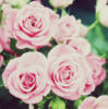 Розовые розы: оригинал