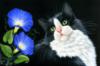 Схема вышивки «Черный кот и цветы»