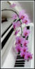 Розовая орхидея на белом рояле: оригинал
