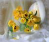 Дымка желтых тюльпанов: оригинал