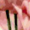 Pink tulips: предпросмотр