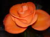 Оранжевая роза на темном фоне: оригинал