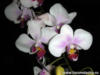 Схема вышивки «Орхидея»