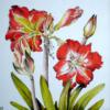 Цветы Amaryllis: оригинал