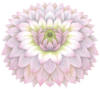 Схема вышивки «Цветок-Георгин»