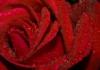 Схема вышивки «Роза с росой»