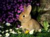 Схема вышивки «Кролик в цветах»