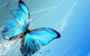 Голубая бабочка на голубом фоне: оригинал