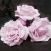 Схема вышивки «Лиловая роза»