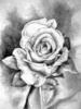 Схема вышивки «Черно-белая роза»