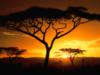 Африканское дерево: оригинал