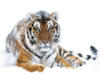 Схема вышивки «Сибирский тигр»