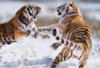 Схема вышивки «Сибирский тигр»