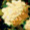 Хризантемы возле Днепра: предпросмотр