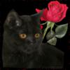 Схема вышивки «Черный кот и роза»
