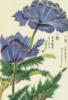 Схема вышивки «Honzo Zufu [Blue Flower]»