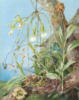 Схема вышивки «Jamaica Orchids growing »