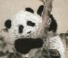 Гохуа  панда: оригинал