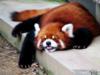 Красная панда: оригинал