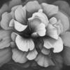 Схема вышивки «Черно-белый цветок»