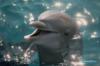 Дельфиненок, улыбается!: оригинал