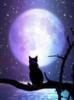 Лунная кошка: оригинал