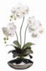 Белый свет орхидеи: оригинал