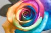 Схема вышивки «Цветная роза»
