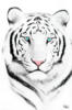 Схема вышивки «Тигр белый1»