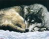Спящий волк: оригинал
