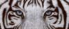 Схема вышивки «Глаза тигра»