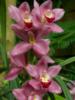 Схема вышивки «Прекрасные орхидеи»