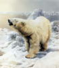 Polar bear: оригинал