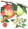 Яблоки и вишенки: оригинал