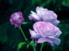 Схема вышивки « фиолетовые розы»