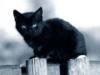 Черный котик: оригинал