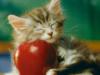 Схема вышивки «Котенок с яблоком»