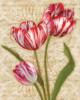Схема вышивки «Полосатый тюльпан»