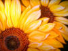Схема вышивки «Sunflowers»
