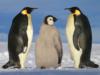 Три пингвина: оригинал