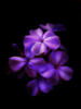 Пурпурные цветы: оригинал