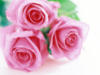 Нежный букет из розовых розочек: оригинал