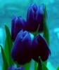 Схема вышивки «Синие тюльпаны»