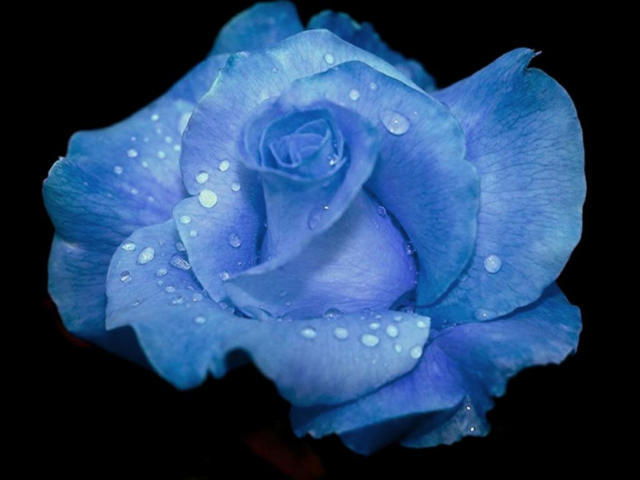 Голубая роза, природа, цветы, роза