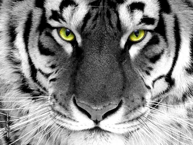 Белый тигр, природа, животные, тигр
