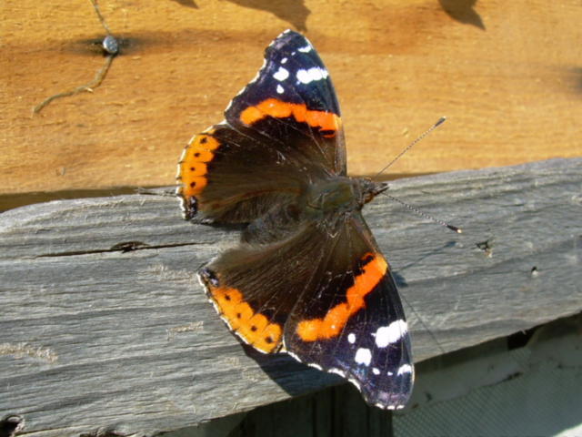 Осенняя бабочка, снимок, бабочка