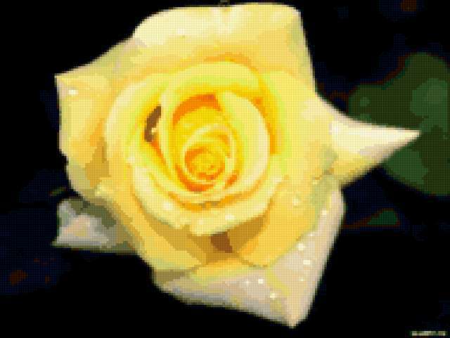 Желтая роза, желтая роза