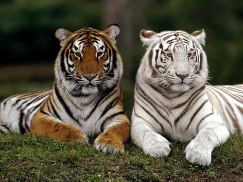 Тигры, 