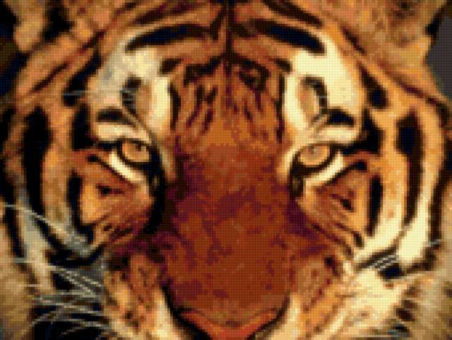 Тигр морда, животные