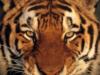 Схема вышивки «Тигр морда»